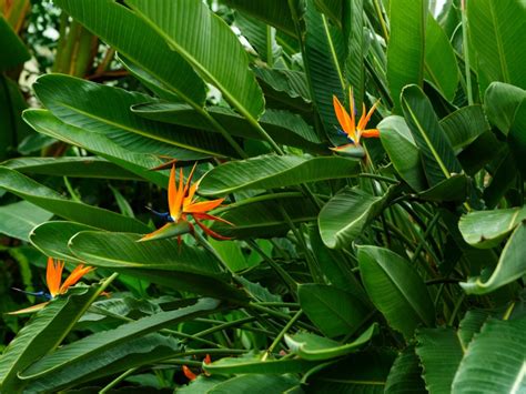 Where do you cut birds of paradise?