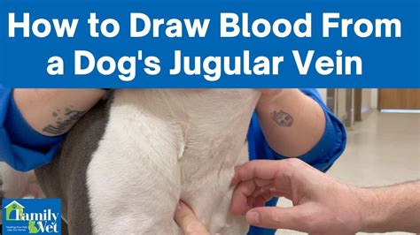 Where do you draw blood on a dog for a pregnancy test?