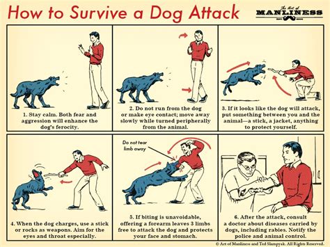 Where do you hit a dog when attacked?