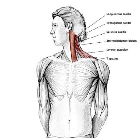 Where do you massage your neck muscles?