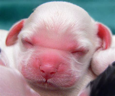 Where do you put newborn puppies at night?