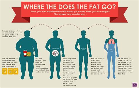 Where does fat go?