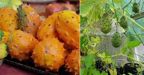 Where does kiwano grow?