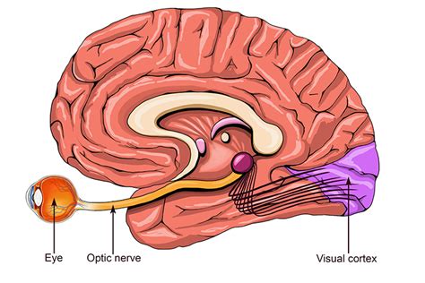 Where does the brain connect?