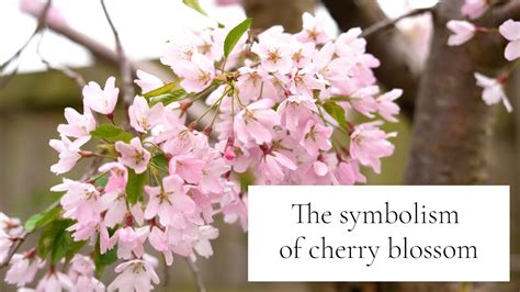 Where does the cherry blossom symbolize?