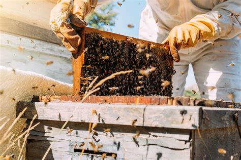 Where does the highest quality honey come from?