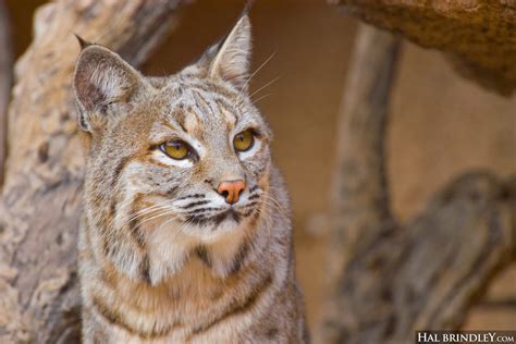 Where in Canada are bobcats found?