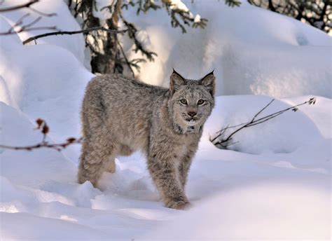 Where in Canada do lynx live?