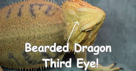 Where is a bearded dragons 3rd eye?