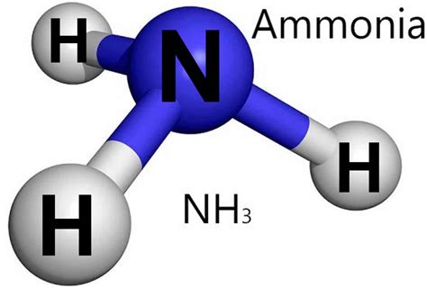 Where is ammonia found naturally?