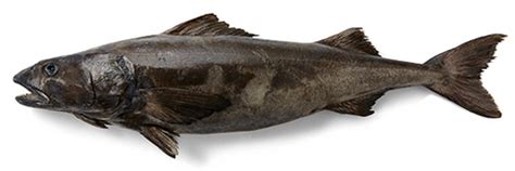 Where is black cod found?