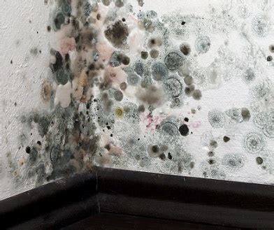 Where is black mold most common?