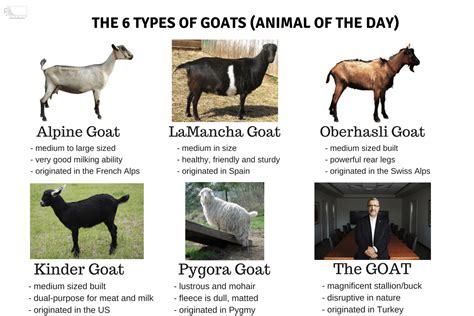 Where is goat based?