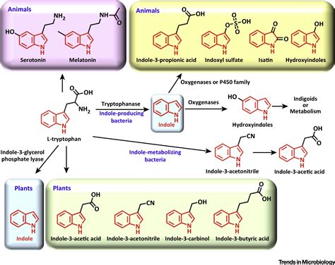 Where is indole produced?