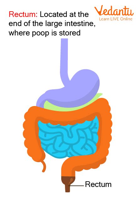 Where is poop stored when constipated?