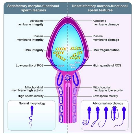 Where is sperm stored?