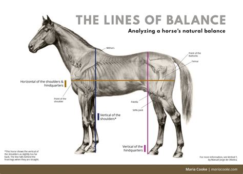 Where is the balance point on a horse?