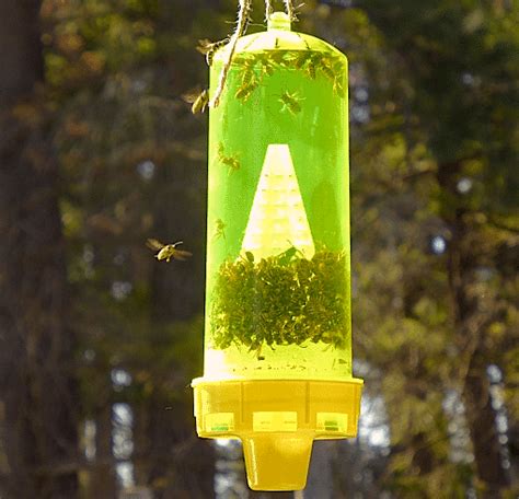 Where is the best place to hang a wasp trap?