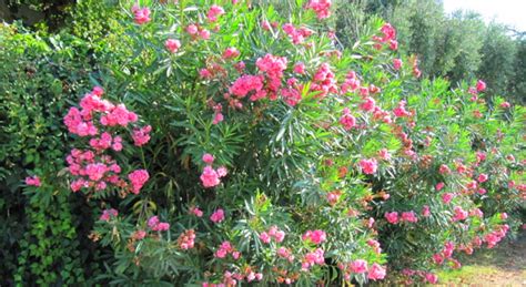 Where is the best place to plant an oleander?