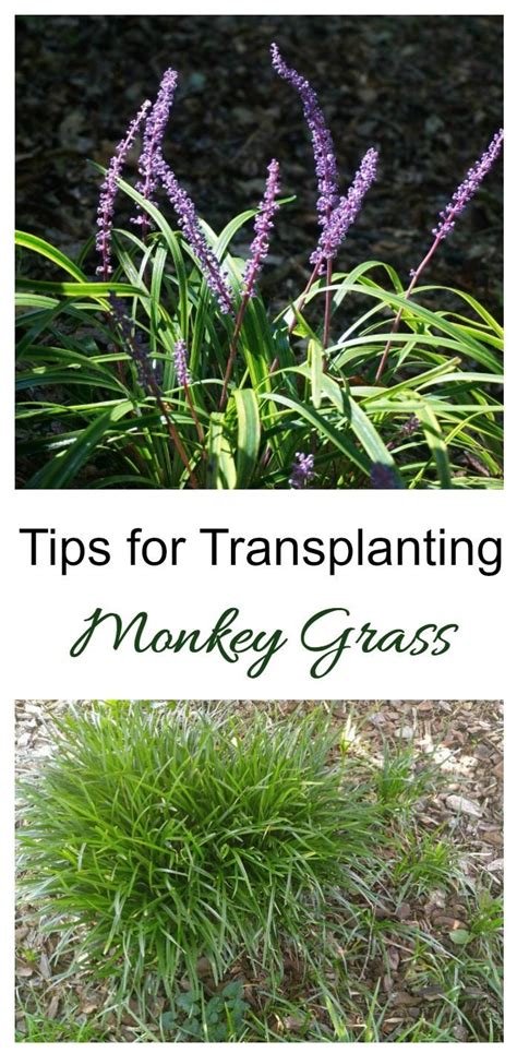Where is the best place to plant monkey grass?