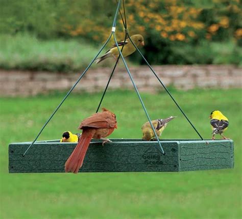 Where is the best place to put a bird feeder?
