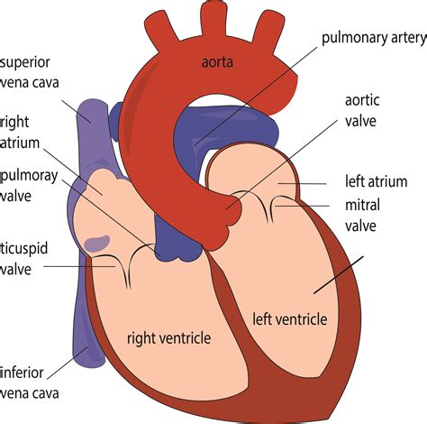 Where is the heart structure?