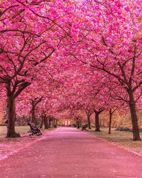 Where is the most beautiful cherry blossom in the world?