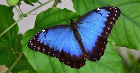 Where is the rarest butterfly?