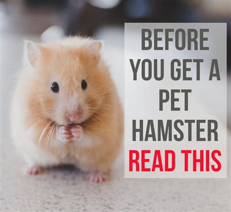 Where not to put a hamster?
