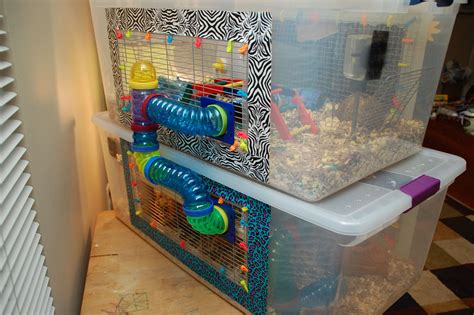 Where not to put hamster cage?