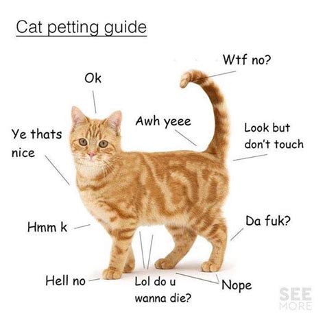 Where not to touch a kitten?