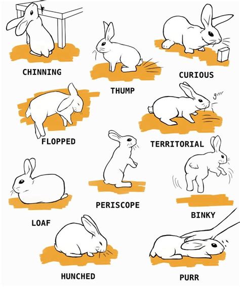 Where should I massage my rabbit?