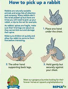 Where should I not touch my rabbit?