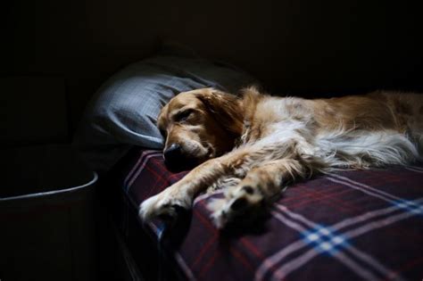 Where should a dog sleep at night?