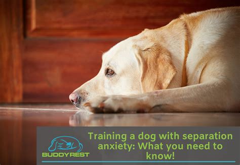 Where should a dog with separation anxiety sleep?