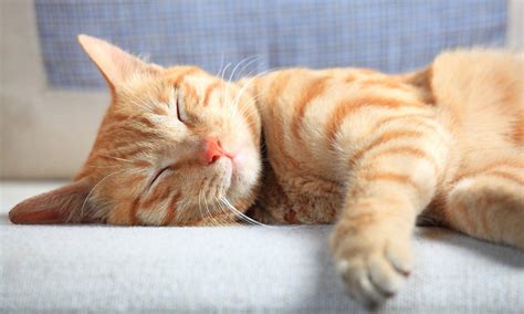 Where should cats sleep?
