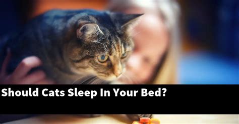 Where should cats sleep at night?