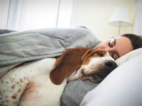 Where should dogs sleep at night?