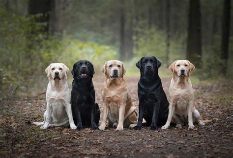 Which Colour Labrador is healthiest?