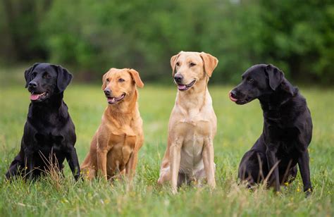 Which Colour Labrador lives the longest?