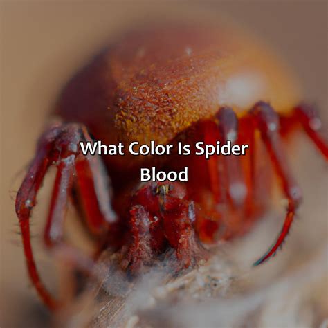 Which Colour is a spider's blood?