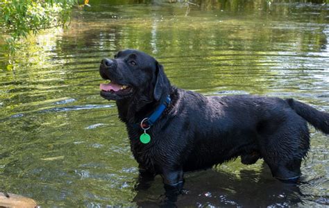 Which Colour of Labrador is more intelligent?