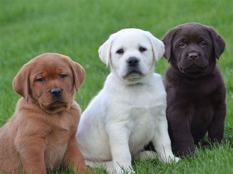 Which Labrador is best black or white?