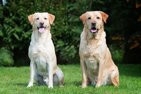 Which Labrador is best male or female?