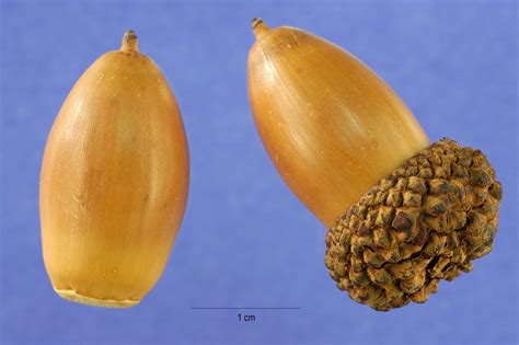 Which acorn has the lowest tannin level?