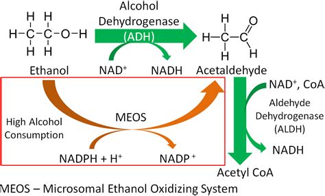 Which alcohol produces the most acetaldehyde?