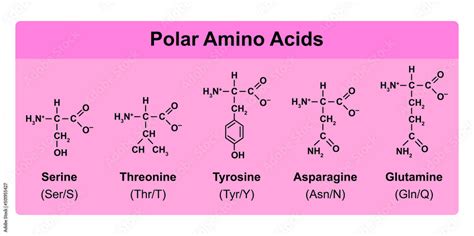 Which amino acid is most polar?