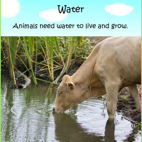 Which animal Cannot drink water?