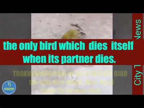 Which animal dies when its partner dies?