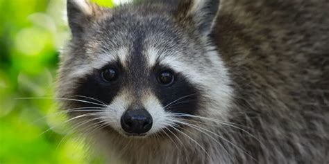 Which animal eats raccoons?